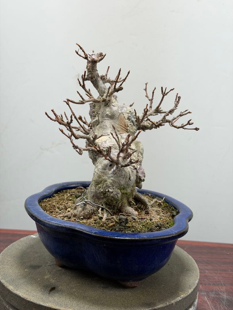 【ガチ盆栽】カエデ　楓　小品盆栽　太幹