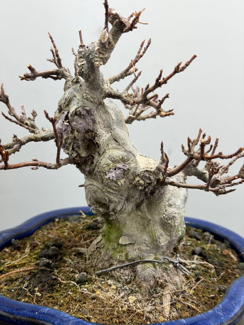 【ガチ盆栽】カエデ　楓　小品盆栽　太幹