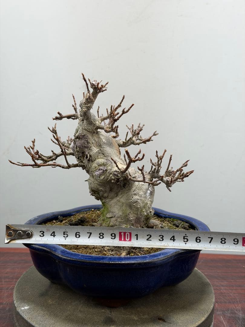 【ガチ盆栽】カエデ　楓　小品盆栽　太幹