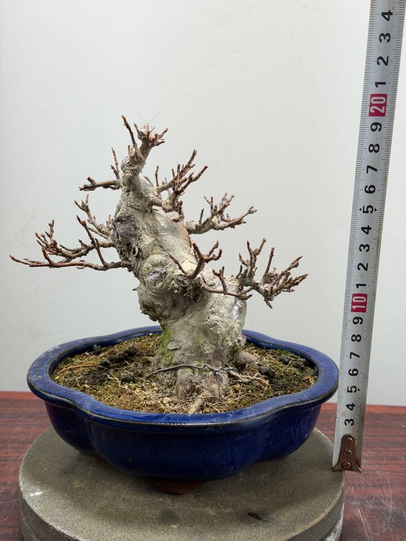 【ガチ盆栽】カエデ　楓　小品盆栽　太幹