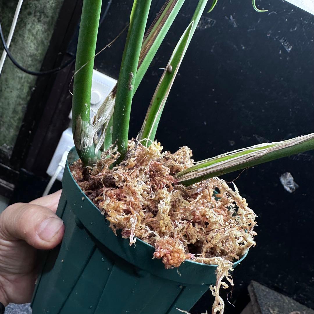 u*7様 モンステラデリシオーサバールマルクスフレーム4号鉢植え大株美株レア