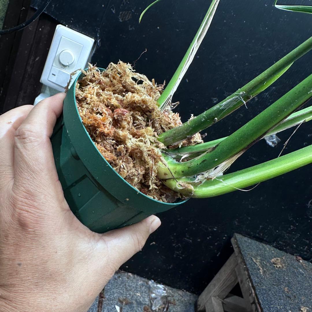 u*7様 モンステラデリシオーサバールマルクスフレーム4号鉢植え大株美株レア