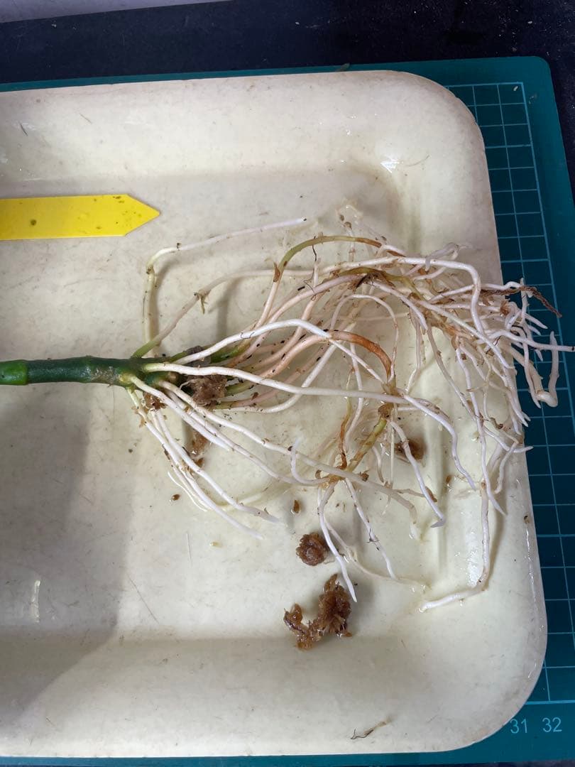 ☆ アグラオネマ アンダマン諸島 ポートブレア 北部地域　出射便 　黄6 ☆