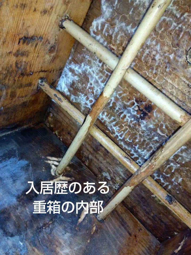 日本みつばち捕獲用トラップ