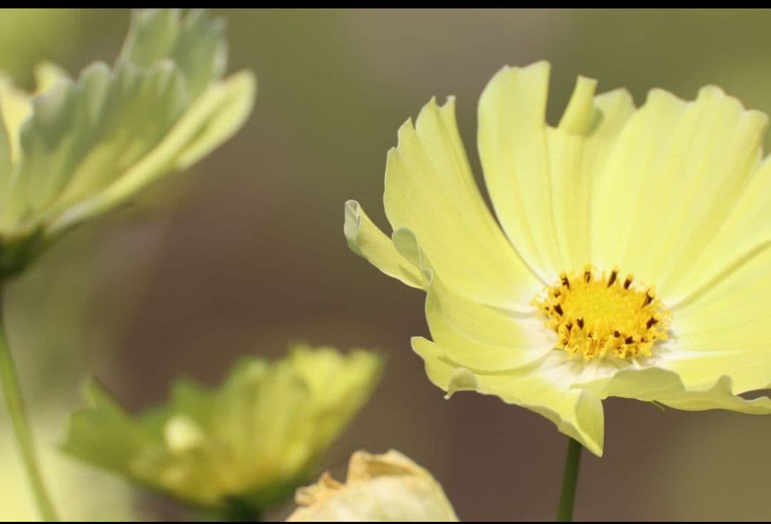 TAMRON SP 70-300mm F4-5.6 VC USD　キャノンEF