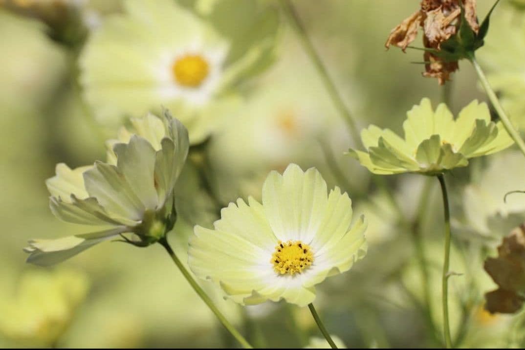 TAMRON SP 70-300mm F4-5.6 VC USD　キャノンEF