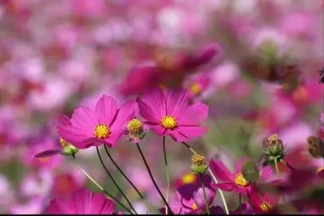 TAMRON SP 70-300mm F4-5.6 VC USD　キャノンEF