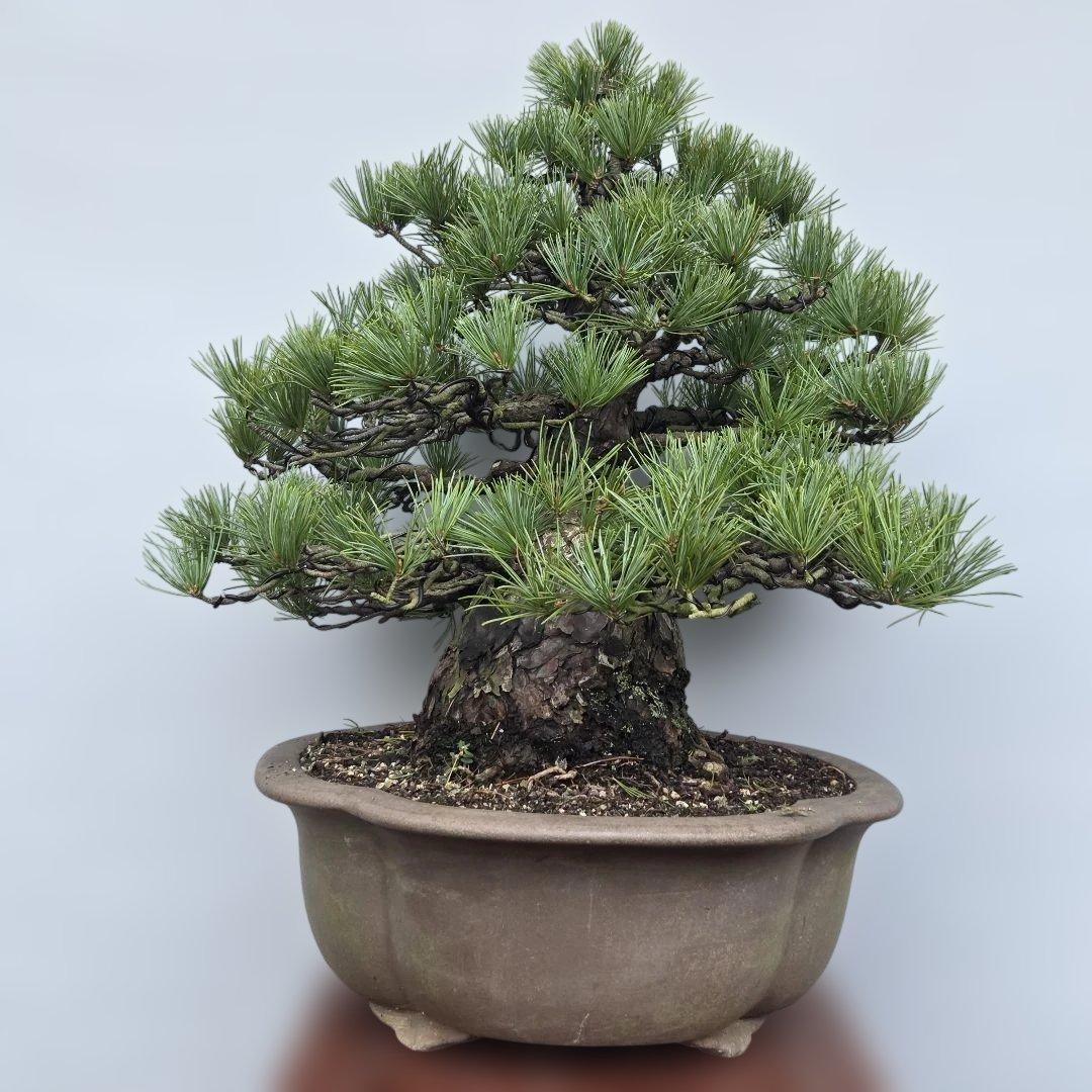 五葉松　[模様木]　大品盆栽 midcentury