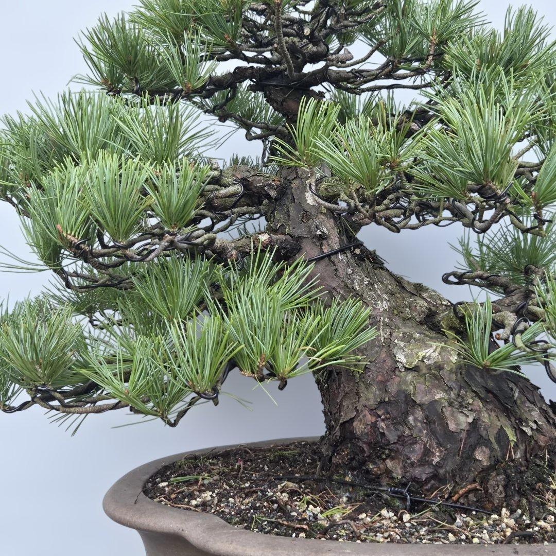 五葉松　[模様木]　大品盆栽 midcentury