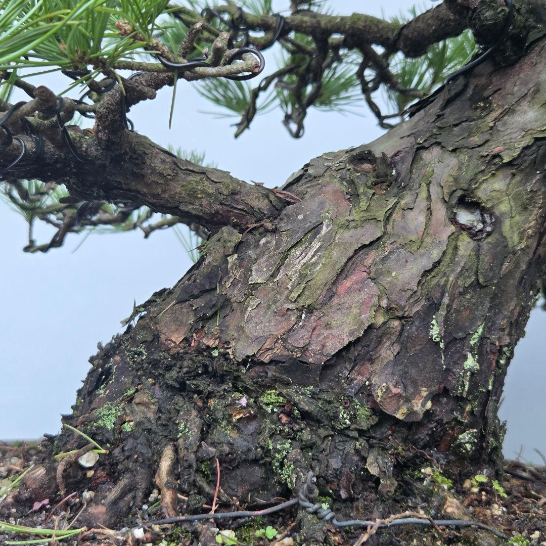 五葉松　[模様木]　大品盆栽 midcentury