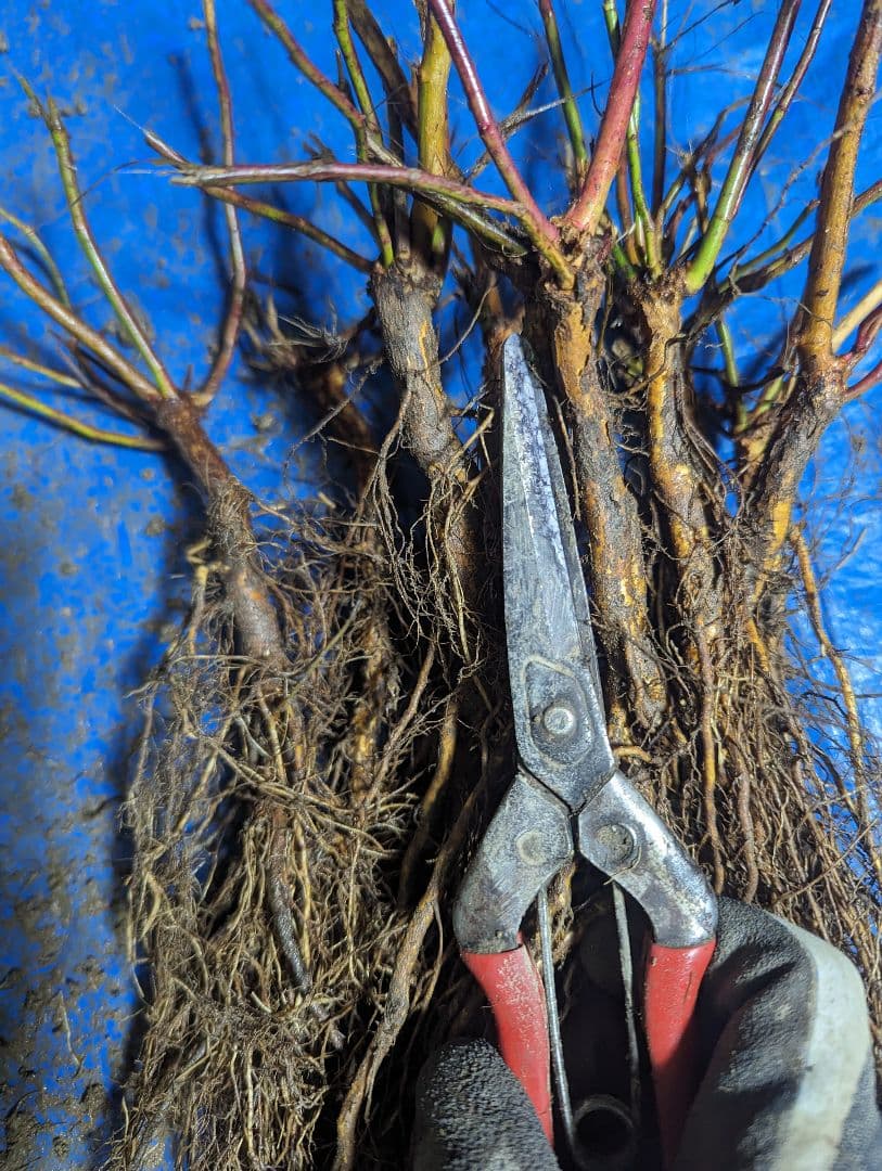 バラ台木　150本　専用出品