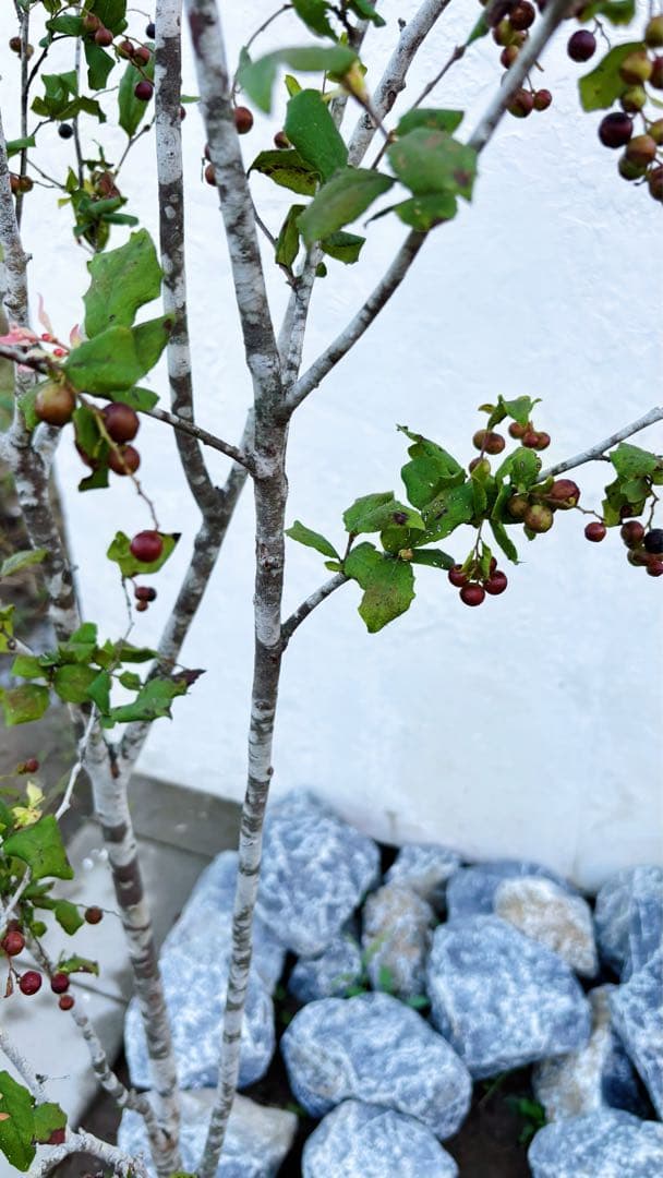 超逸品。美斑紋 山採り ナツハゼ2.2M(鉢底から)