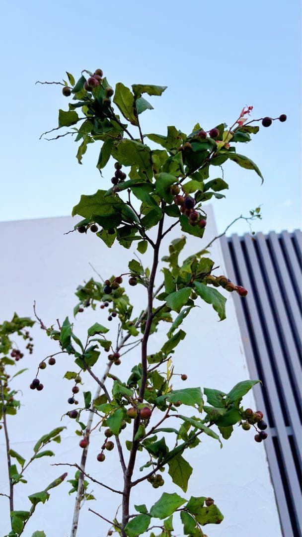 超逸品。美斑紋 山採り ナツハゼ2.2M(鉢底から)