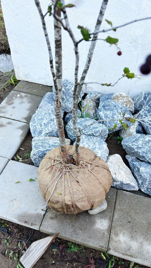 超逸品。美斑紋 山採り ナツハゼ2.2M(鉢底から)