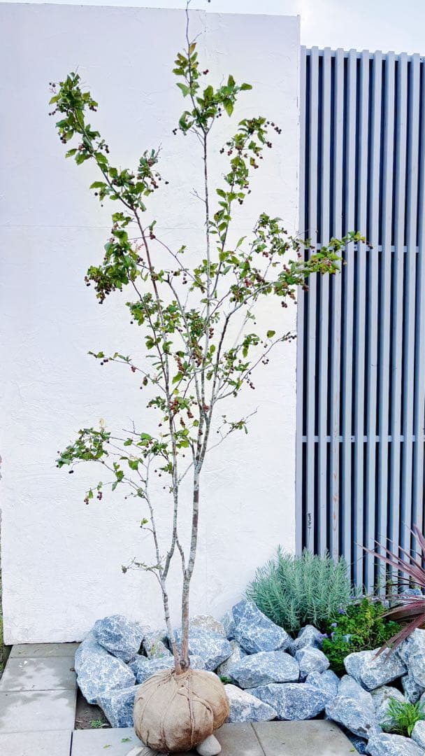 超逸品。美斑紋 山採り ナツハゼ2.2M(鉢底から)