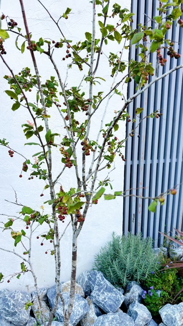 超逸品。美斑紋 山採り ナツハゼ2.2M(鉢底から)