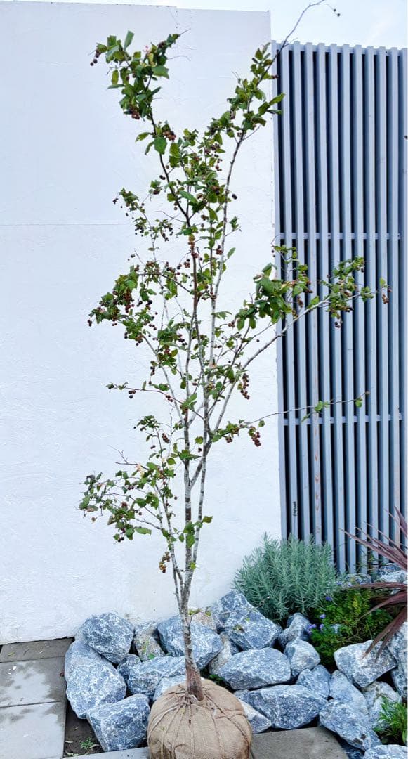 超逸品。美斑紋 山採り ナツハゼ2.2M(鉢底から)