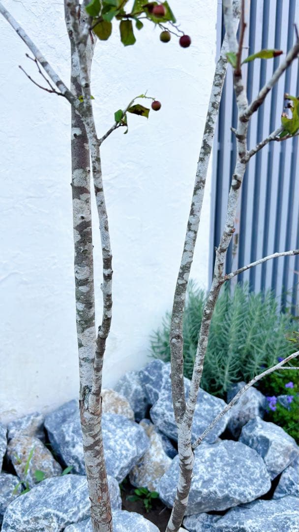 超逸品。美斑紋 山採り ナツハゼ2.2M(鉢底から)