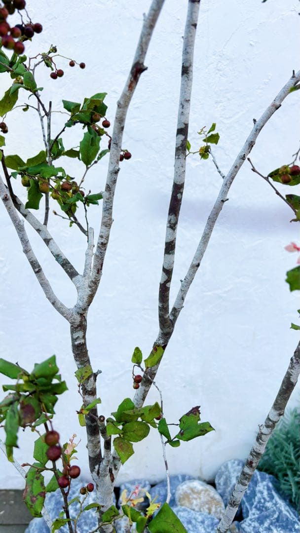 超逸品。美斑紋 山採り ナツハゼ2.2M(鉢底から)