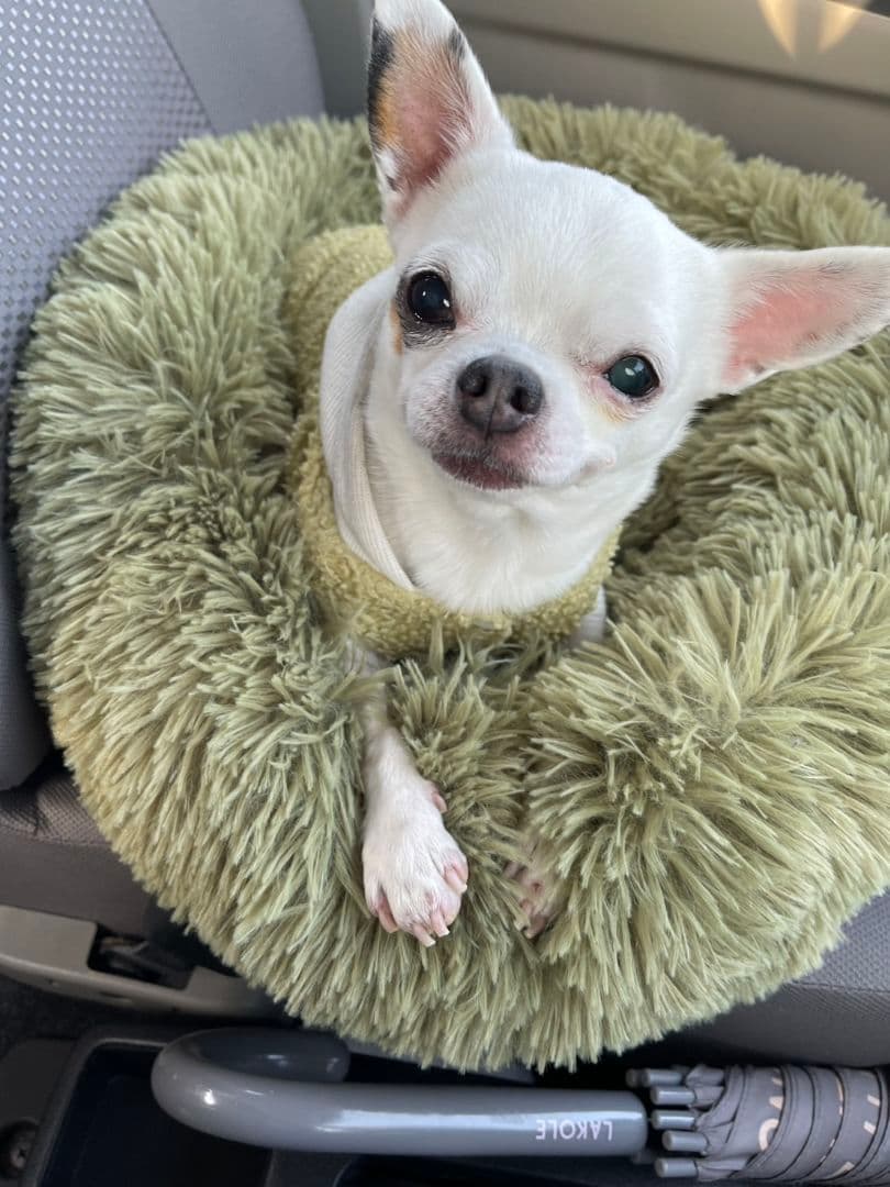 PINARELLO ロードバイク ULTEGRA