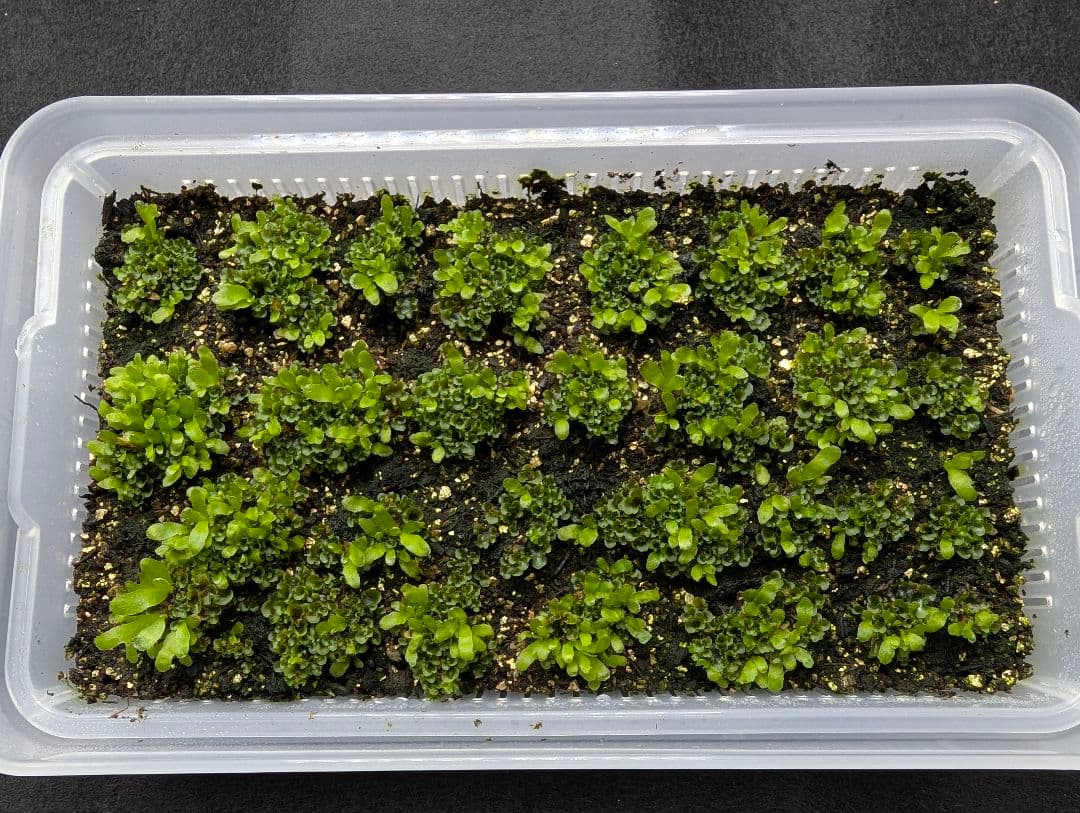 P. willinckii OMG 胞子体前葉体S２