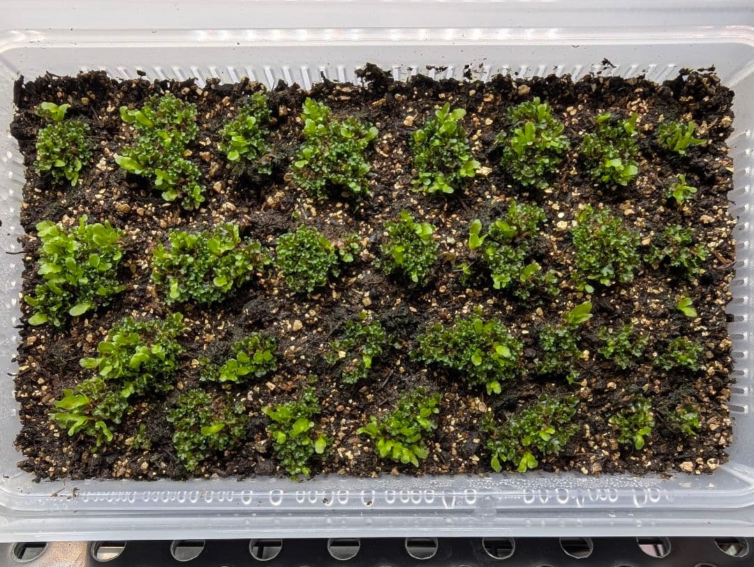 P. willinckii OMG 胞子体前葉体S２