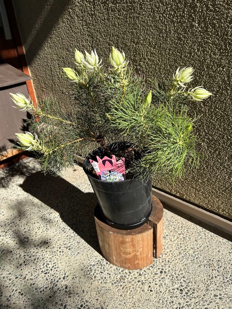 セルリアブラッシングブライド7号