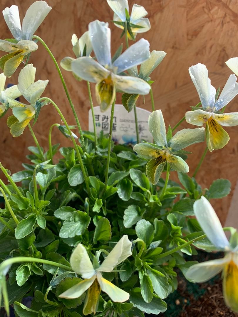M*I様 パルプンテ 1苗 すみれ図鑑 1苗 shuta's selection - メルカリ
