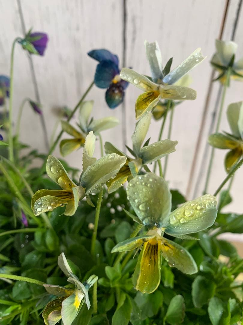 M*I様 パルプンテ 1苗 すみれ図鑑 1苗 shuta´s selection