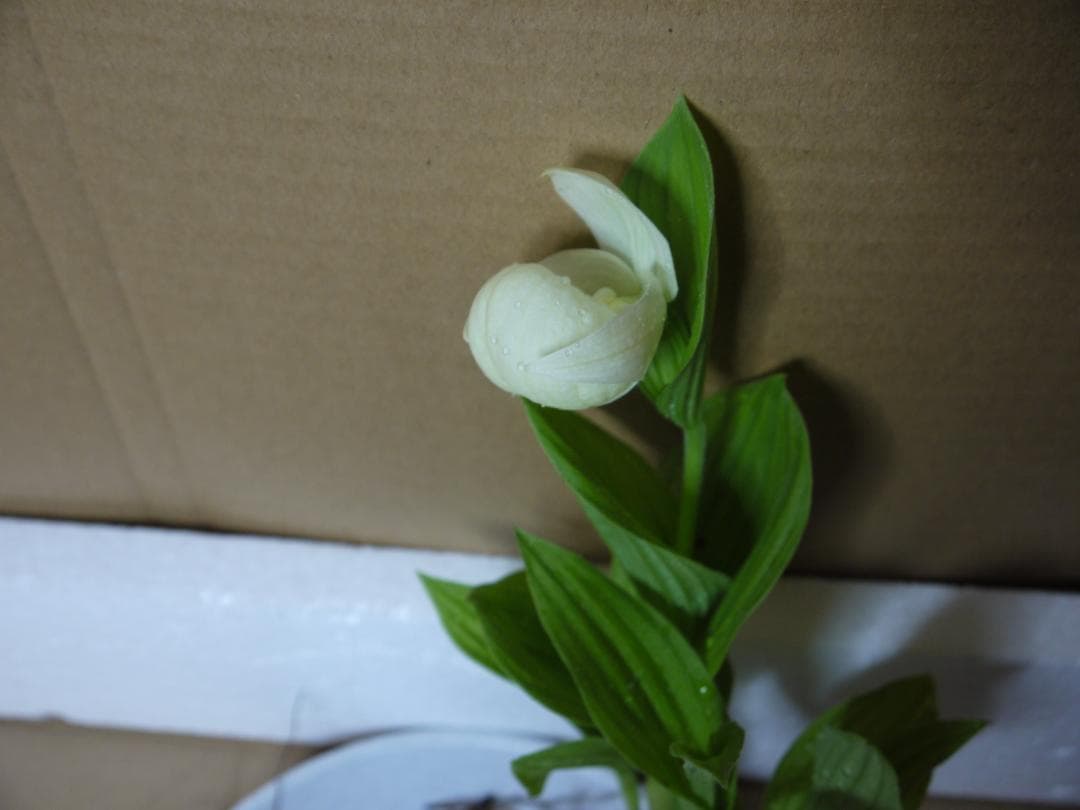 ト*畑様 山野草　純白花アツモリソウ岩手県釜石産花芽1葉3　11－②