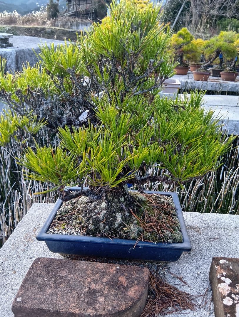 黒松（実生から40年以上）