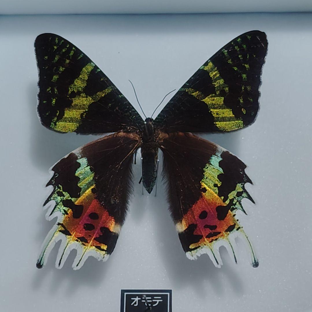 標本 ニシキオオツバメガ - メルカリ