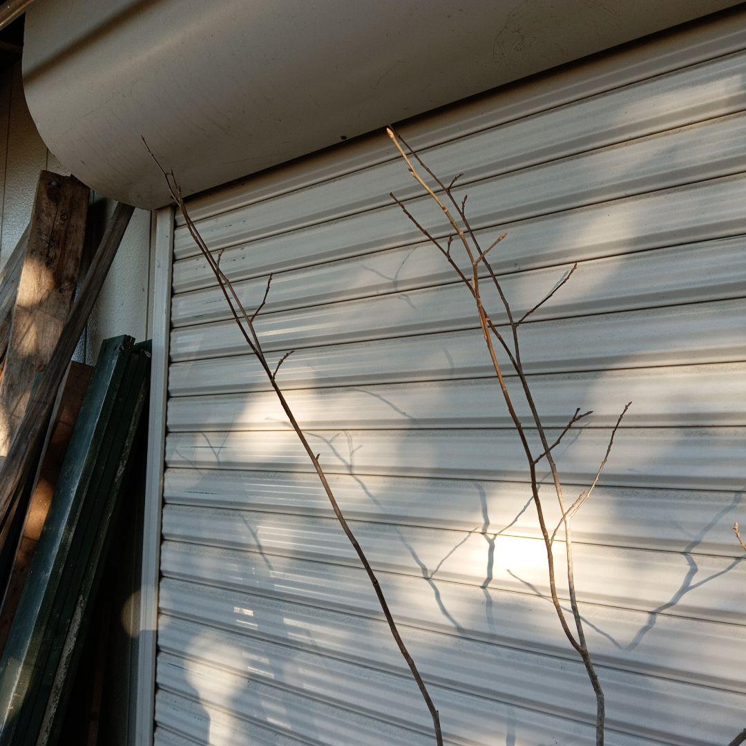 シラキ　アオダモ　混合株　山採り