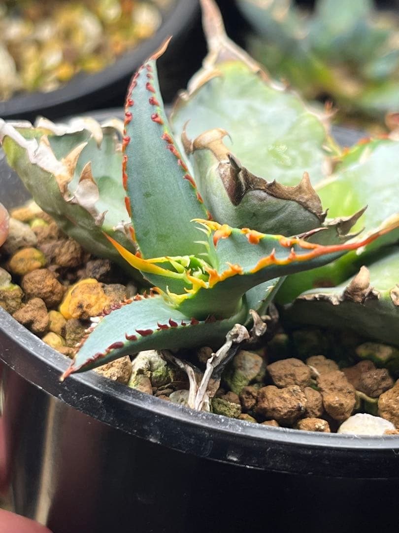 アガベ　チタノタ　ブルー　実生　子株