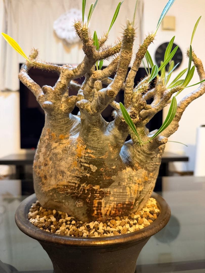 パキポディウムグラキリス 現地球 塊根植物 陶器鉢付き - メルカリ