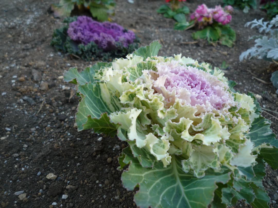 実写美⭕️【動作確認済】Panasonic LUMIX DMC-FX37 ピンク