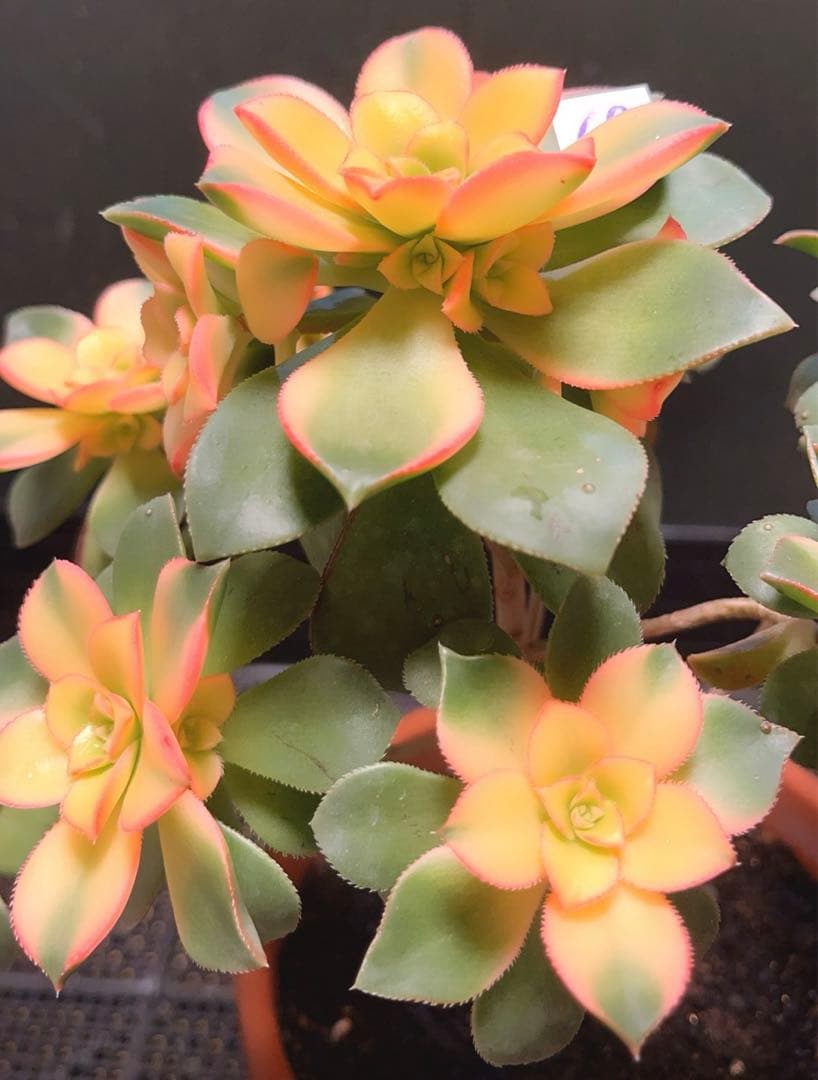 69#多肉植物アエオニウム錦❤️夕映え キウイ❤️1大頭9小頭25子芽26cm拔き苗