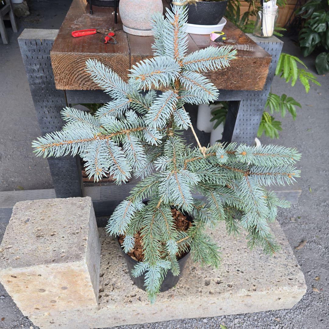 R⑱　ブンゲンス　トウヒ　ホプシー８号　最高等級極上品‼️