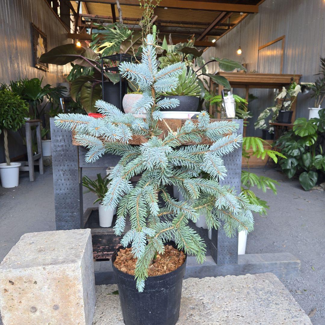 R⑱　ブンゲンス　トウヒ　ホプシー８号　最高等級極上品‼️