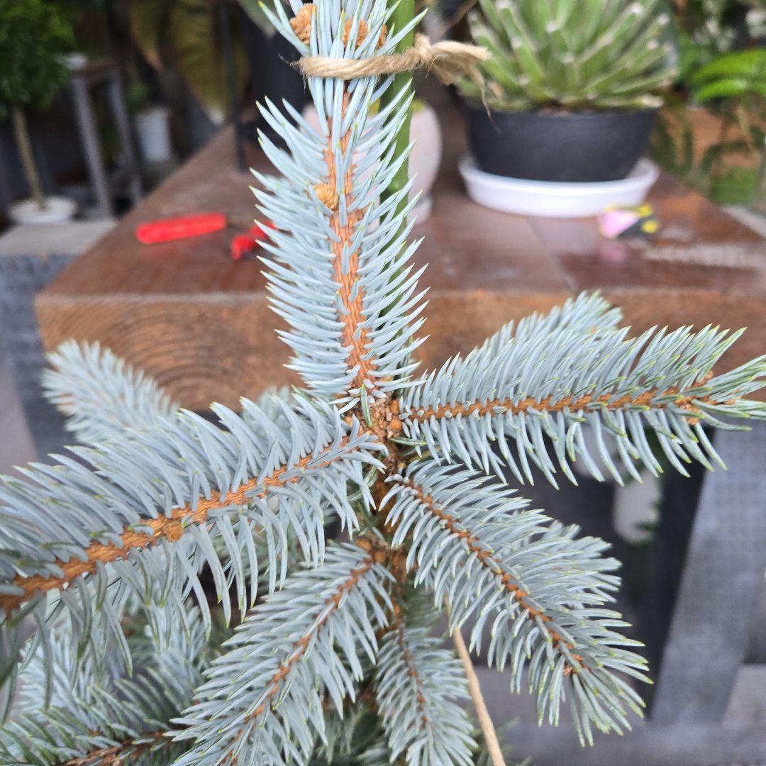 R⑱　ブンゲンス　トウヒ　ホプシー８号　最高等級極上品‼️