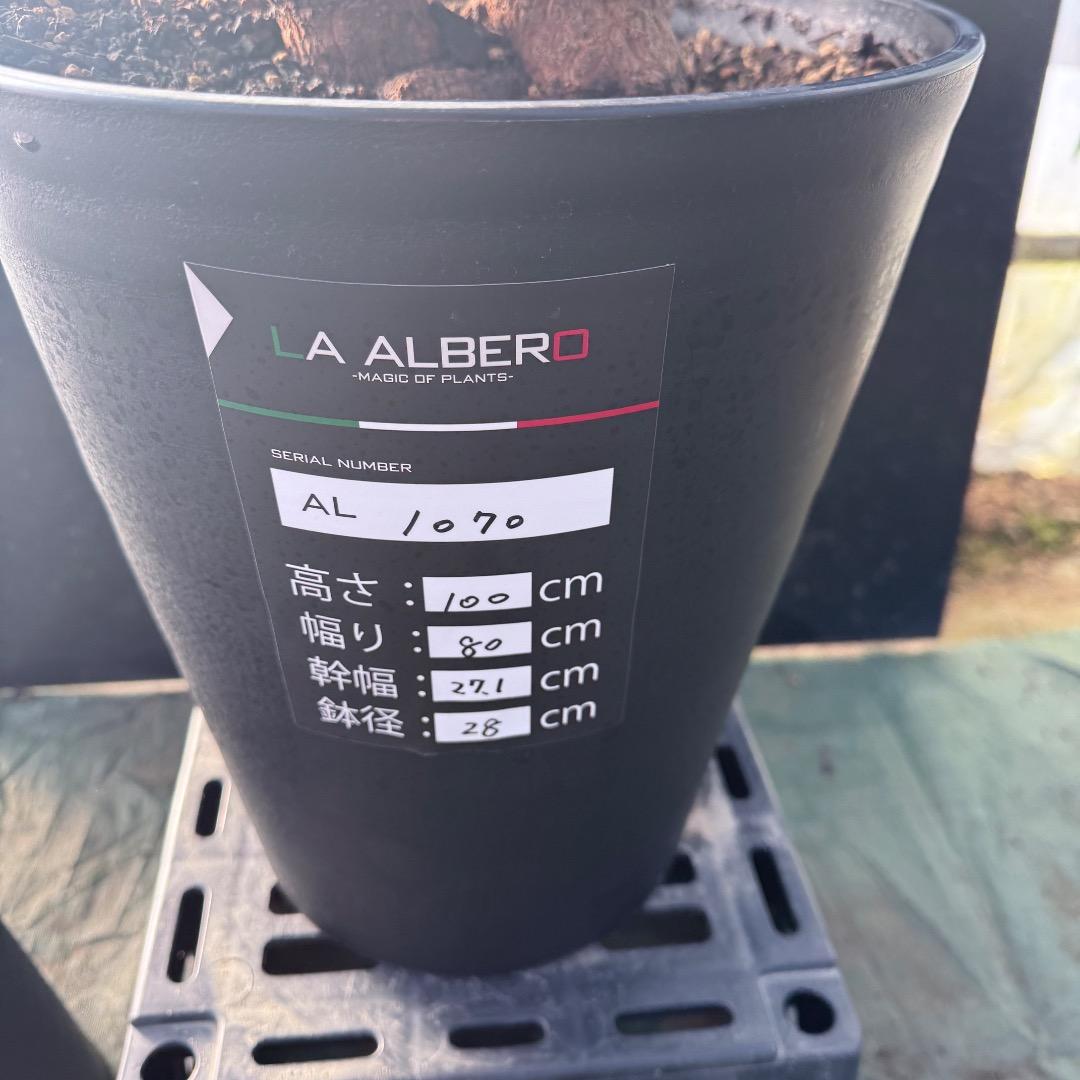 【AL1070】ユッカ　リギダ　バランスの良いダブルヘッド