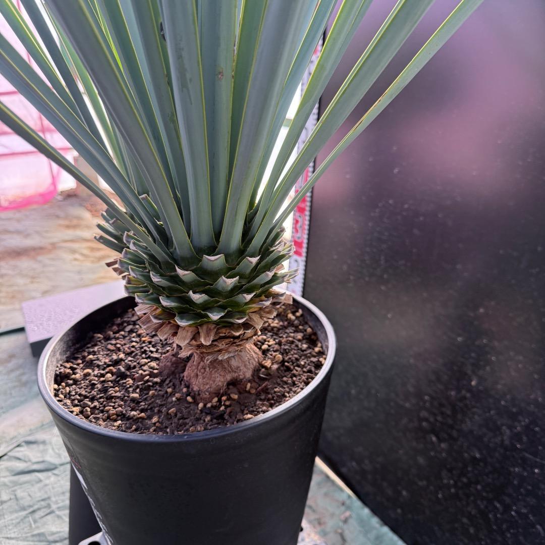 【AL1070】ユッカ　リギダ　バランスの良いダブルヘッド