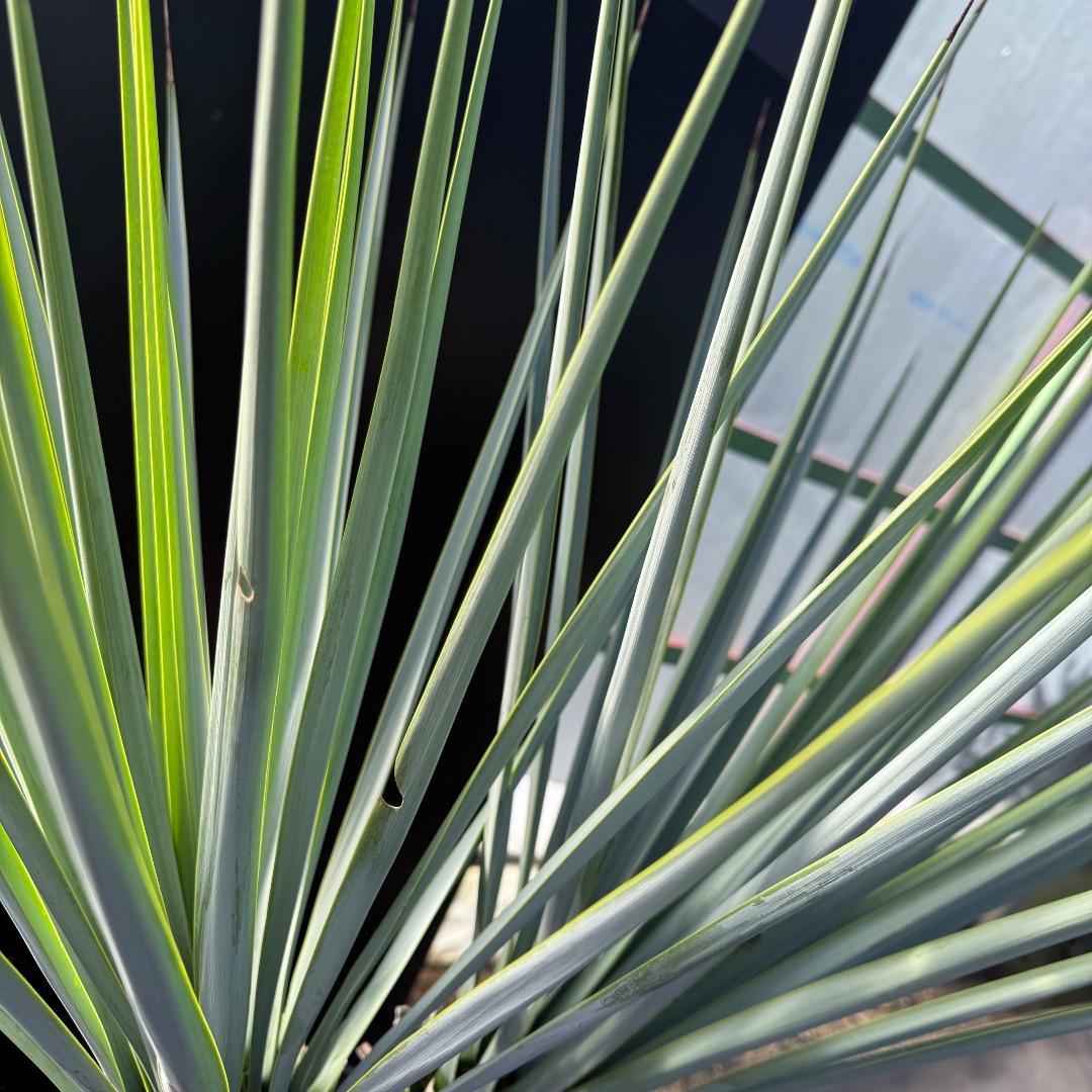 【AL1070】ユッカ　リギダ　バランスの良いダブルヘッド