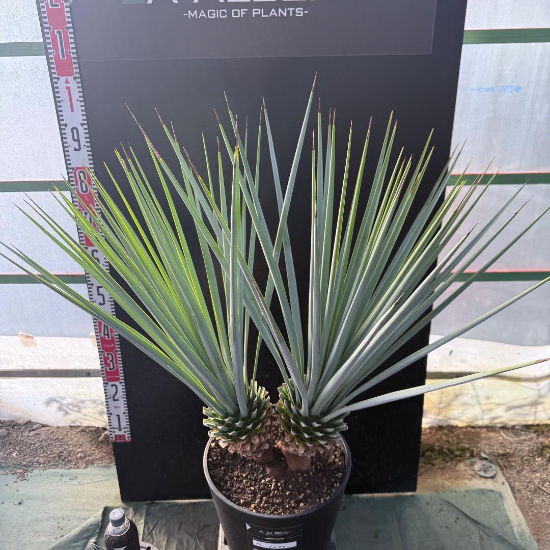 【AL1070】ユッカ　リギダ　バランスの良いダブルヘッド