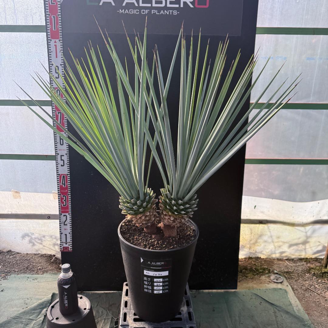 【AL1070】ユッカ　リギダ　バランスの良いダブルヘッド