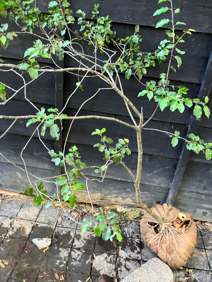 100 山採り　ソヨゴ　雌雄不明