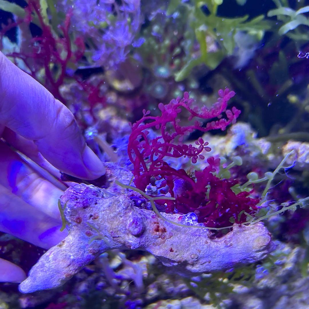 ☆】海藻等色々ついたライブロックと海藻セット