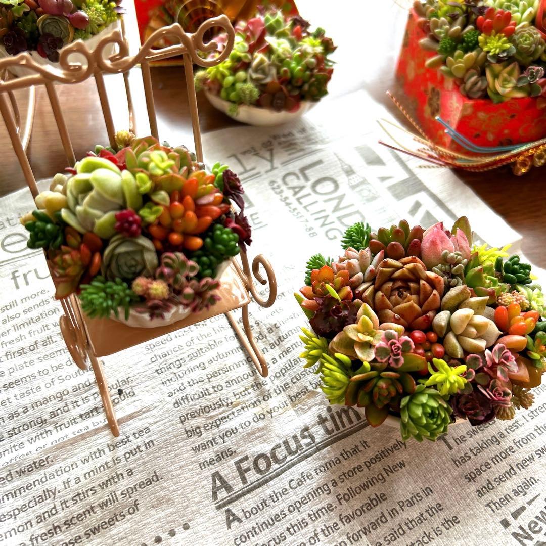 ・:*多肉植物そのまま飾れる・:*ゆらゆらイス多肉さん達・:*2個セット