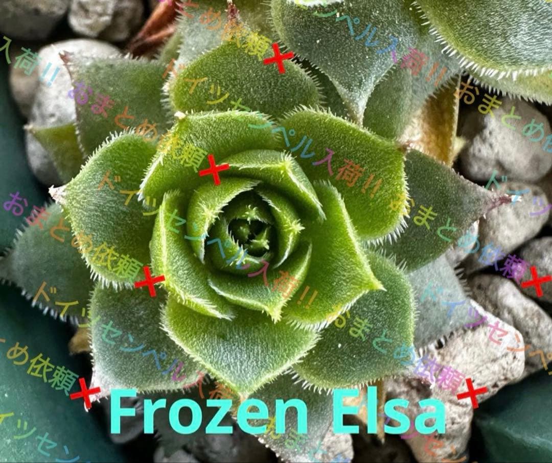 センペルビウム 輸入 アナ雪センペル Frozen Anna ・Elsa セット