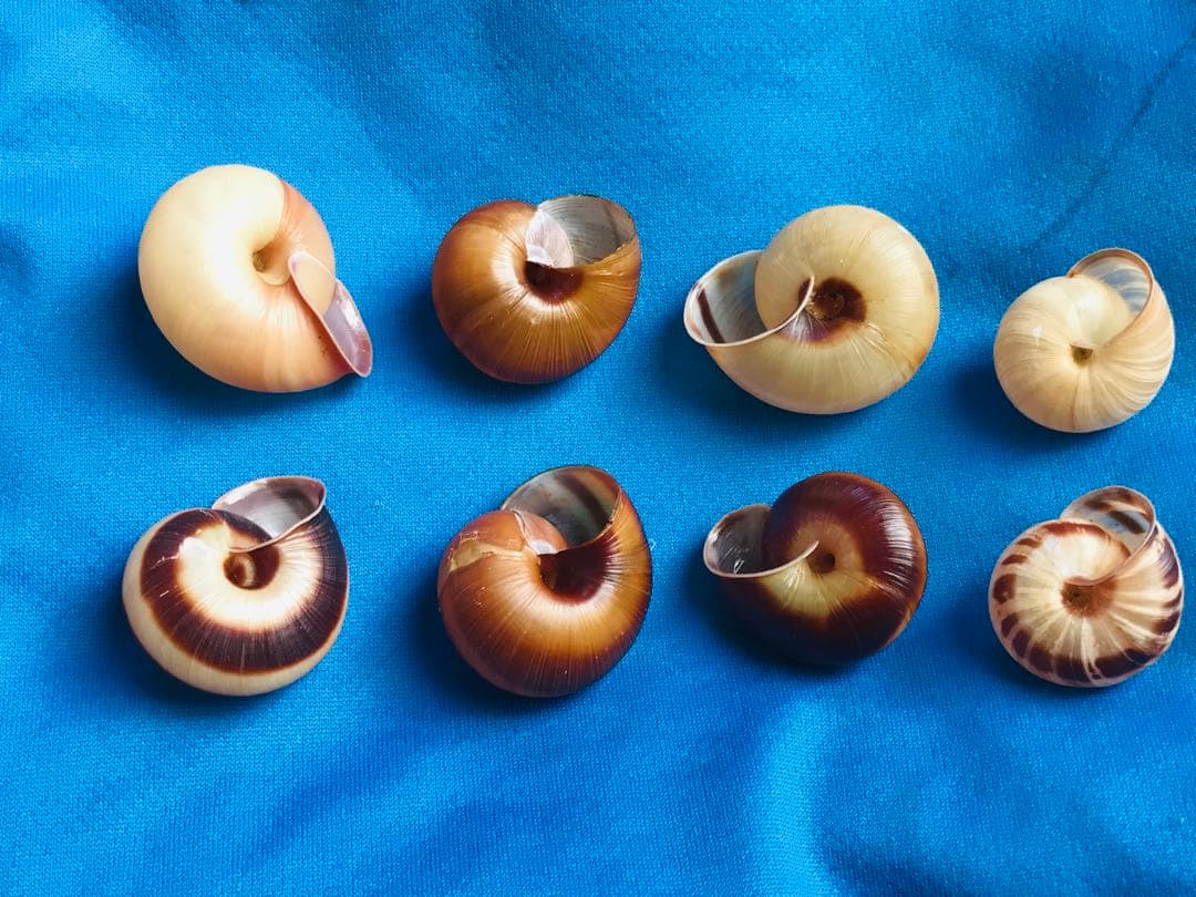 貝標本カタツムリEuhadra grata emurai sp黒色個体レアセット